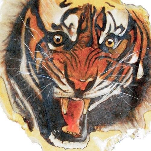 Caseable C20-T univerzálne púzdro pre čítačky kníh - motív Tiger